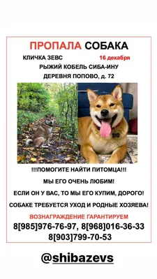 Пропала собака Кремовая девочка Юна, Анциферово | Pet911.ru