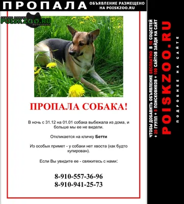 🔎 Потери и находки в Даугавпилсе: пропала собака, кошка, утерян телефон,  найдены ключи