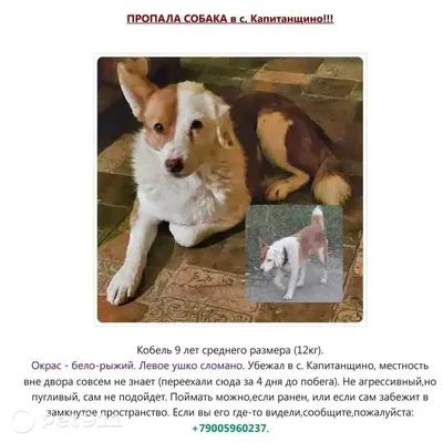 Пропала собака » uCrazy.ru - Источник Хорошего Настроения