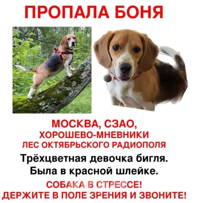 Пропала собака в районе ул. Шемякина - Бюро находок Алматы на Olx