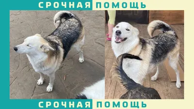 Пропала собака: Кореневщина, Липецк | Pet911.ru