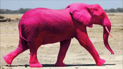 Парадокс розового слона: Исследование влияния наших эмоций и решений | Все  для людей | Дзен