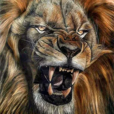 Фото рычащего льва 