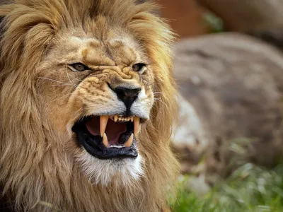 Рычащий лев с короной сверх …» — создано в Шедевруме