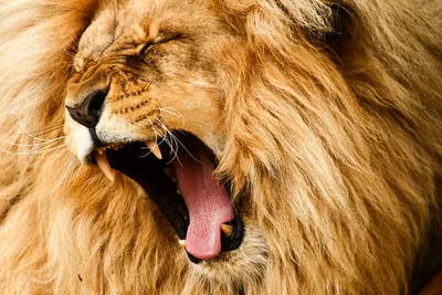 рык льва стоковое фото. изображение насчитывающей львев - 5654092
