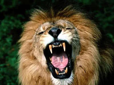 Фото Грозный рычащий лев, by Maria Trepalina