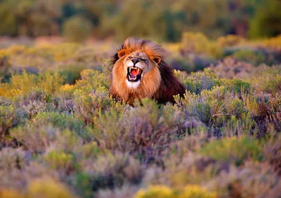 Видео картинка льва рычащего» — создано в Шедевруме