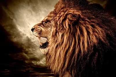 рычание льва PNG , король лев, свирепые, Ручной росписью PNG картинки и пнг  PSD рисунок для бесплатной загрузки