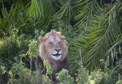 Фигурка животного \"Рычащий лев\", 15,5 см - купить с доставкой по выгодным  ценам в интернет-магазине OZON (495044212)