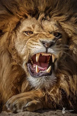 Животные - Морда рычащего льва, JV_0035 | 3D модель для ЧПУ станка