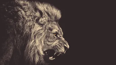 Онлайн пазл «Рычащий лев»