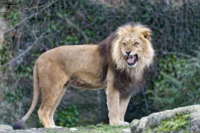 Животные - Морда рычащего льва, JV_0035 | 3D модель для ЧПУ станка