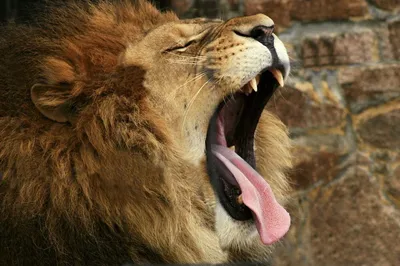 Рычащий лев 15 см Panthera leo — фигурка игрушка дикого животного Papo  50157 — купить в интернет-магазине Новая Фантазия