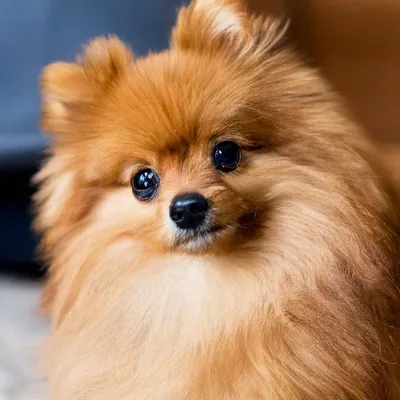 Портрет рыжей собаки породы сибирский хаски Stock Photo | Adobe Stock