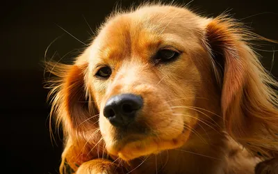 Рыжая собака породы шпиц смотрит …» — создано в Шедевруме