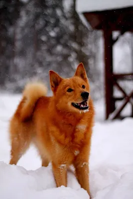Фото 51 - Рыжие собаки - Фотоконкурс - MySlo.ru