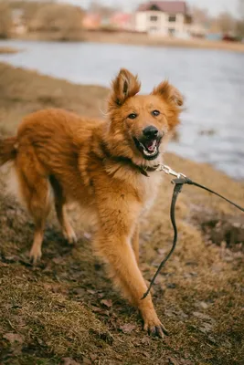 Всего 3 месяца счастья было в жизни рыжей собаки | Возьми Друга Домой | Дзен