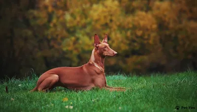Рыжий Пес Рыжая Собака Красивый - Бесплатное фото на Pixabay - Pixabay