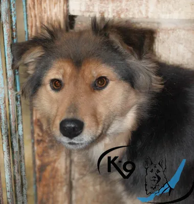 Год рыжей собаки» – Фото – Отдел социальной защиты населения г. Звенигород