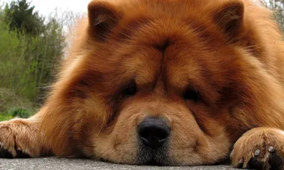 Короткошерстная рыжая собака · Бесплатные стоковые фото