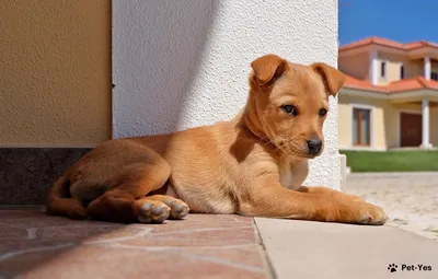 Рыжая собака - кусочек солнца и тепла у вас дома | Новый Ковчег | Дзен