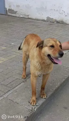 Собака черно-рыжая с подпалом (Уриковское МО)