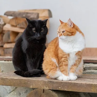 Фото рыжий кот и черная кошка 
