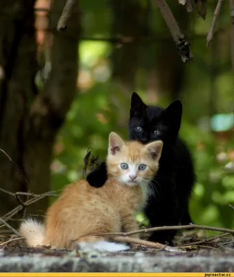 схваткагода рыжий and чёрный 🤺 #кот #котывоители#котики#пушистики#питомцы#ушастики#кошка#иньянь | Instagram