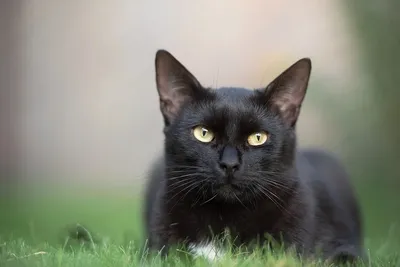 Чёрная кошка и рыжий кот сидят …» — создано в Шедевруме