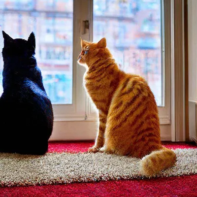 Рыжий кот и чёрная кошка сидят …» — создано в Шедевруме