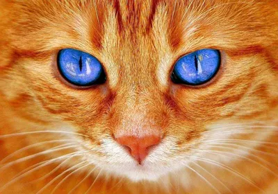 Какого цвета кот к деньгам, а какой к счастью: значение окраски кошек -  PrimaMedia.ru