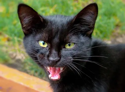 Черная кошка с янтарными глазами - 75 фото