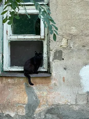 ЭкоХолст Картина Милые кошки, любовь, черная кошка и рыжий кот