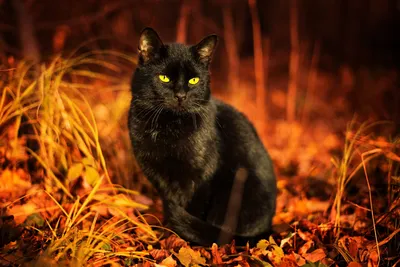 Чёрная кошка попала в беду! И вдруг полюбила рыжего кота в смешных  карамельных разводах…) | Мур ТВ