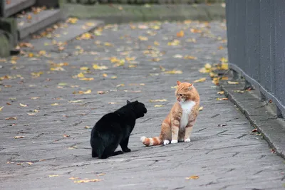 Очаровательная кошка имеет редкий врожденный дефект — наполовину черная,  наполовину рыжая