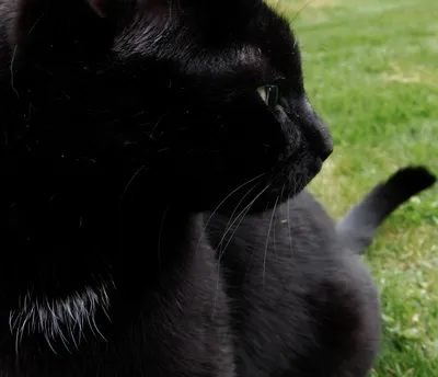 Ginger vs Black Cats Fighting / Рыжий и черный кот дерутся - YouTube