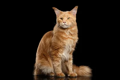 Рыжие коты: все породы и варианты окраса - Рамблер/новости
