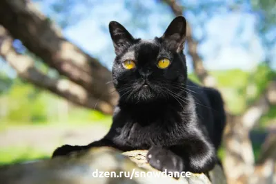 Рыжий кот и черная кошка - 63 фото