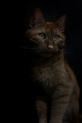 Черный кот с оранжевыми глазами - 77 фото