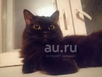 Пропала черная кошка Мальчик, 2 года, ул. Лихоборские Бугры, 6, Москва |  Pet911.ru