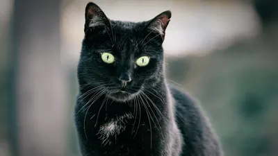 Беспородные кошки и Метисы - «Черная кошка - плохая примета или счастье в  доме?» | отзывы