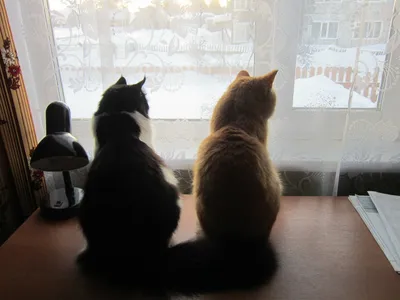 Неторопливая жизнь / черный кот :: одесские котики :: рыжий кот :: под  катом еще :: котэ (прикольные картинки с кошками) / смешные картинки и  другие приколы: комиксы, гиф анимация, видео, лучший интеллектуальный юмор.