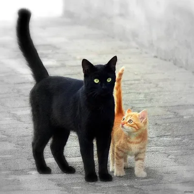 Brown cat with black background photo – Free Рыжий кот Image on Unsplash