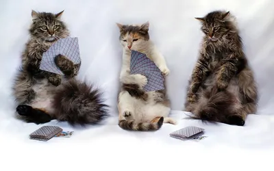 Смешные видео про котов | Смешные кошки | Дзен
