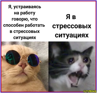 Два смешных кота - 71 фото