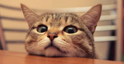 20 смешных котов, пожалевших о принятом решении | Cats, Funny cats, Crazy  cats