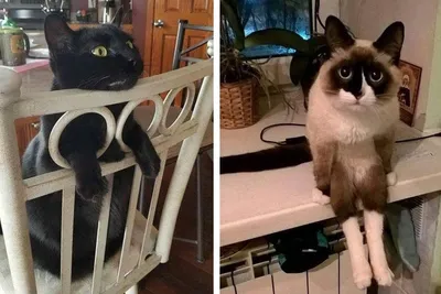 10+ смешных котов, у которых свои странные представления о комфорте