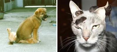 20 смешных котов, которые очаруют вас своей чудаковатостью | Cats and  kittens, Cute cats, Cats doing funny things