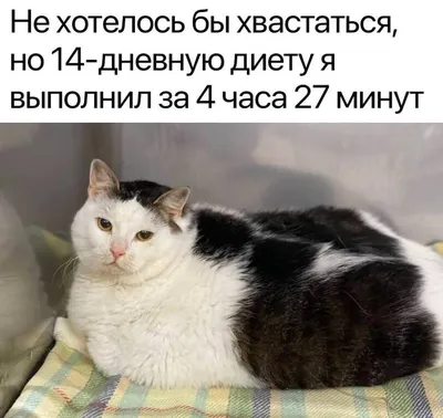 Котоматрица: Котов много в мире но самые смешные на kotomatrikx.ru