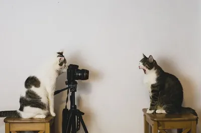 20 смешных котов, встретивших худший день в своей жизни | Mixnews
